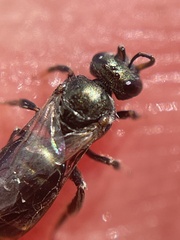 Dialictus