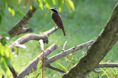 Pitangus sulphuratus