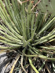 Agave schottii