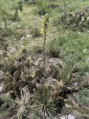 Agave schottii