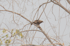 Milvus migrans lineatus