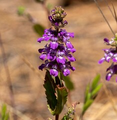 Collinsia tinctoria