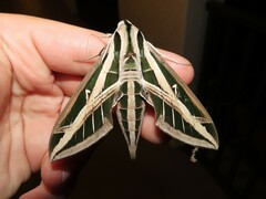 Eumorpha fasciatus