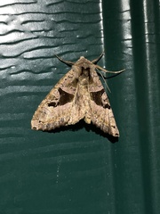 Phlogophora periculosa