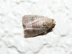 Elaphria fuscimacula