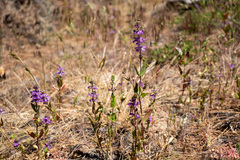 Collinsia tinctoria