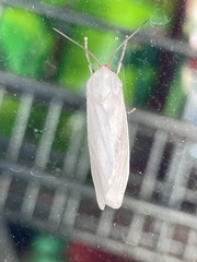 Pygarctia
