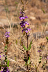 Collinsia tinctoria