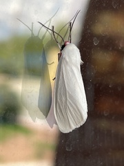 Pygarctia