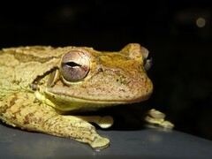 Osteopilus septentrionalis