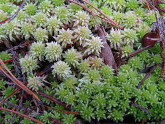 Sphagnum capillifolium