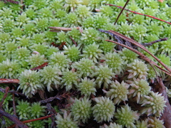Sphagnum capillifolium