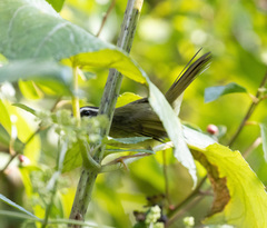 Basileuterus punctipectus