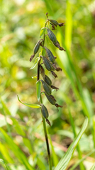 Epipactis palustris