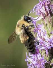Bombus griseocollis