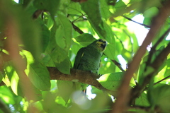 Amazona amazonica