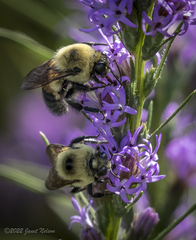 Bombus griseocollis