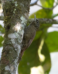 Xiphorhynchus triangularis