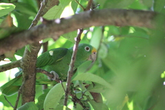 Amazona ochrocephala