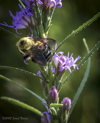 Bombus griseocollis