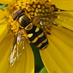 Syrphus opinator