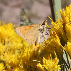 Ochlodes sylvanoides