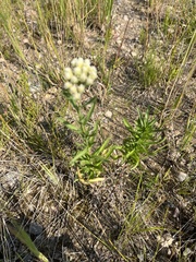 Achillea alpina