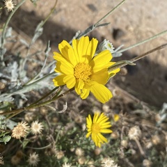 Baileya multiradiata