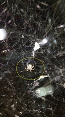 Cyrtophora citricola