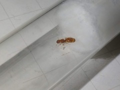 Pheidole bilimeki