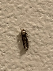 Tineinae