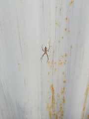 Argiope bruennichi