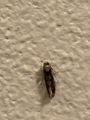 Tineinae