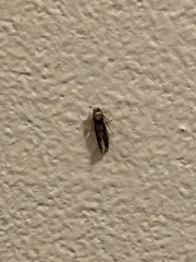 Tineinae