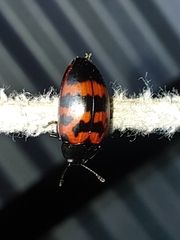 Megischyrus mexicanus