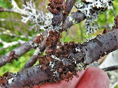 Tuckermanopsis sepincola