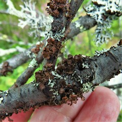 Tuckermanopsis sepincola