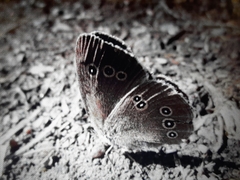 Aphantopus hyperantus