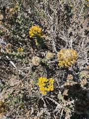 Solidago spathulata