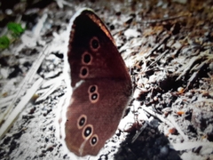 Aphantopus hyperantus