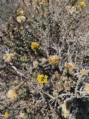 Solidago spathulata