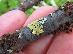 Vulpicida juniperinus