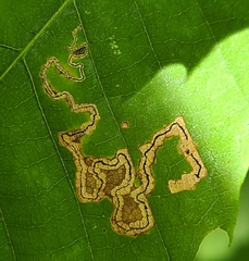 Stigmella