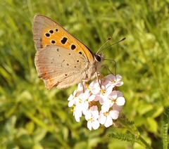 Lycaena phlaeas