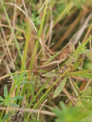 Chorthippus dorsatus