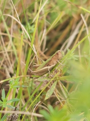 Chorthippus dorsatus