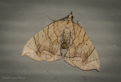 Eulithis diversilineata