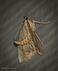 Eulithis diversilineata