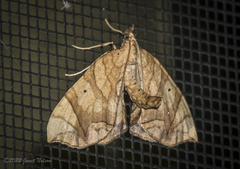Eulithis diversilineata