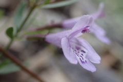 Hedeoma hyssopifolia